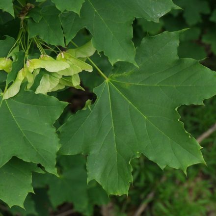 Korai juhar (Acer platanoides) szabadgyökeres csemete