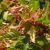 Tatár juhar (Acer tataricum) szabadgyökeres csemete