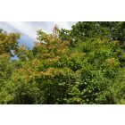 Tatár juhar (Acer tataricum) szabadgyökeres csemete