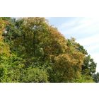 Tatár juhar (Acer tataricum) szabadgyökeres csemete