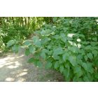 Tatár juhar (Acer tataricum) szabadgyökeres csemete