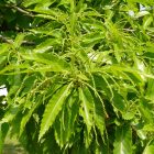 Szelídgesztenye (Castanea sativa) szabadgyökeres csemete