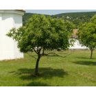 Szelídgesztenye (Castanea sativa) szabadgyökeres csemete