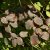 Veresgyűrű som (Cornus sanguinea) szabadgyökeres csemete