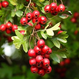   Kétbibés galagonya, cseregalagonya (Crataegus laevigata) szabadgyökeres csemete