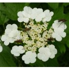 Kányabangita (Viburnum opulus) szabadgyökeres csemete