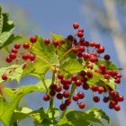 Kányabangita (Viburnum opulus) szabadgyökeres csemete
