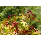 Kányabangita (Viburnum opulus) szabadgyökeres csemete