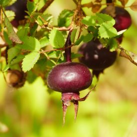 Jajrózsa (Rosa pimpinellifolia) szabadgyökeres csemete