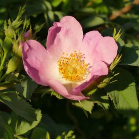  Vadrózsa, gyepü rózsa (Rosa canina) szabadgyökeres csemete