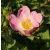 Vadrózsa, gyepü rózsa (Rosa canina) szabadgyökeres csemete