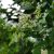 Télizöld fagyal (Ligustrum ovalifolium) földlabdás csemete