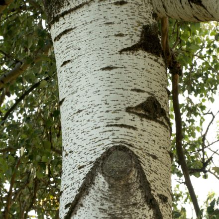 Fehér nyár (Populus alba) szabadgyökeres csemete