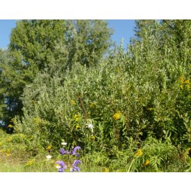 Rekettyefűz (Salix cinerea) szabadgyökeres csemete