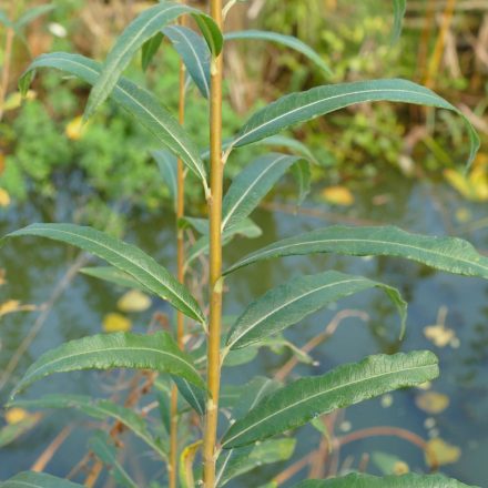 Kosárkötő fűz (Salix viminalis) szabadgyökeres csemete