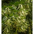 Kislevelű hárs (Tilia cordata) szabadgyökeres csemete