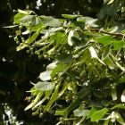 Kislevelű hárs (Tilia cordata) szabadgyökeres csemete