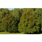 Kislevelű hárs (Tilia cordata) szabadgyökeres csemete