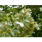 Ezüst hárs (Tilia tomentosa) szabadgyökeres csemete