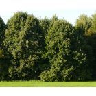 Ezüst hárs (Tilia tomentosa) szabadgyökeres csemete