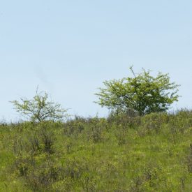   Vadgyümölcs csemetecsomag száraz helyre, 5 faj, 10 szabadgyökerű csemete