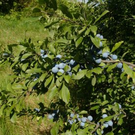   Vadgyümölcs csemetecsomag nedves helyre, 6 faj, 12 szabadgyökerű csemete