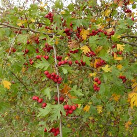   Nyírható sövény csemetecsomag, 6 faj, 12 szabadgyökerű csemete