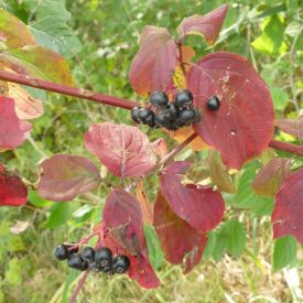   Ökológiai sövény csemetecsomag, 7 faj, 14 szabadgyökerű csemete