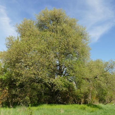 Madárbarát fák csemetecsomag, 6 faj, 12 szabadgyökerű csemete