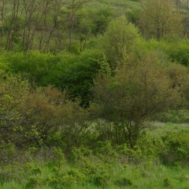   Madárbarát cserje csemetecsomag, 7 faj, 14 szabadgyökerű csemete