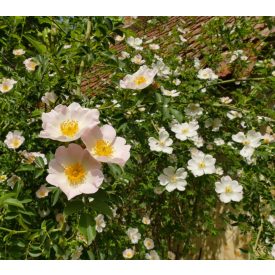   Madárbarát sövény csemetecsomag, 7 faj, 14 szabadgyökerű csemete