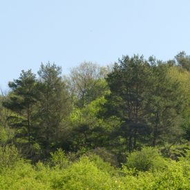   Madárbarát búvóhely csemetecsomag, 6 faj, 12 szabadgyökerű csemete