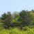 Madárbarát búvóhely csemetecsomag, 6 faj, 12 szabadgyökerű csemete