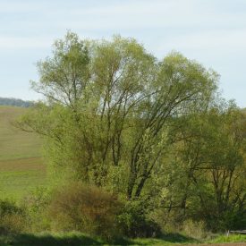   Madárbarát rovartermő csemetecsomag nedves helyre, 6 faj, 12 szabadgyökerű csemete