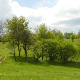   Madárbarát rovartermő csemetecsomag száraz helyre, 6 faj, 12 szabadgyökerű csemete
