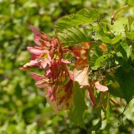 Díszfa csemetecsomag, 5 faj, 10 szabadgyökerű csemete