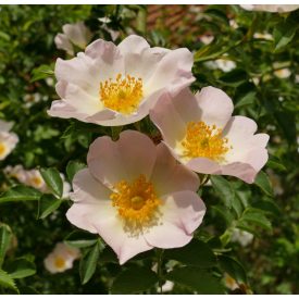 Díszcserje csemetecsomag, 5 faj, 10 szabadgyökerű csemete