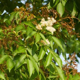   Különleges dísznövények csemetecsomag, 8 faj, 16 szabadgyökerű csemete