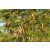 Permakultúrás támogató fa csemetecsomag, 6 faj, 12 szabadgyökerű csemete