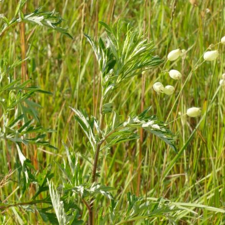 Fekete üröm (Artemisia vulgaris) vetőmag