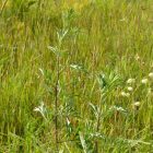 Fekete üröm (Artemisia vulgaris) vetőmag