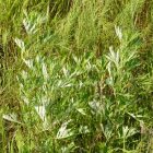 Fekete üröm (Artemisia vulgaris) vetőmag