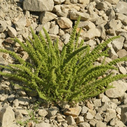 Mirigyes libatop (Chenopodium botrys) vetőmag