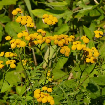 Gilisztaűző varádics (Tanacetum vulgare) vetőmag