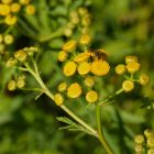 Gilisztaűző varádics (Tanacetum vulgare) vetőmag