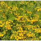 Gilisztaűző varádics (Tanacetum vulgare) vetőmag