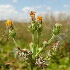 Közönséges keserűgyökér (Picris hieracioides) vetőmag