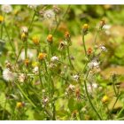 Közönséges keserűgyökér (Picris hieracioides) vetőmag