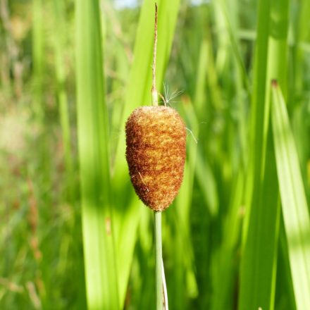 Apró gyékény (Typha minima) vetőmag