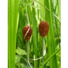Apró gyékény (Typha minima) vetőmag